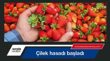 &Ccedil;ilek hasadı başladı