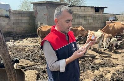Cizre'de k&uuml;pe ve aşılama &ccedil;alışması s&uuml;r&uuml;yor
