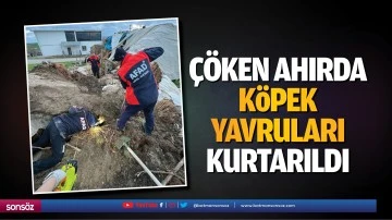 &Ccedil;&ouml;ken ahırda k&ouml;pek yavruları kurtarıldı