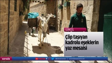 &Ccedil;&ouml;p taşıyan kadrolu eşeklerin yaz mesaisi