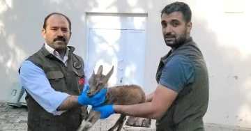 Dağ ke&ccedil;isi tedavi altına alındı