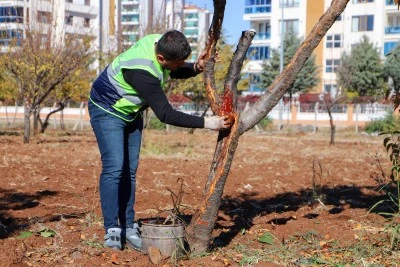 DBB &ouml;zel y&ouml;ntemlerle ağa&ccedil;ları tedavi ediyor