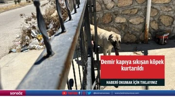 Demir kapıya sıkışan k&ouml;pek kurtarıldı