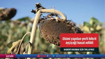 Deneme ekimi yapılan yerli hibrit ay&ccedil;i&ccedil;eği hasat edildi