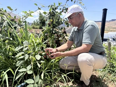 Deneme &uuml;retimi yapılan b&ouml;ğ&uuml;rtlen olumlu sonu&ccedil; verdi