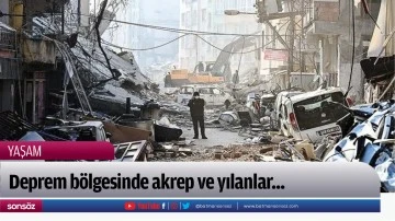 Deprem b&ouml;lgesinde akrep ve yılanlar...