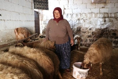 Depremzede besiciler devlet desteğiyle hayvancılığı s&uuml;rd&uuml;r&uuml;yor