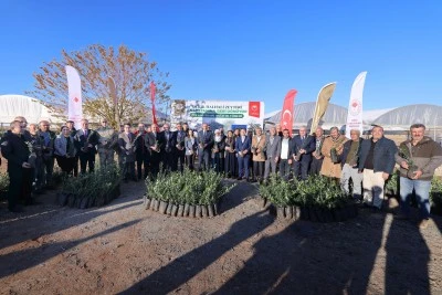 Derik'te &ccedil;ift&ccedil;ilere 19 bin 480 zeytin fidanı dağıtıldı