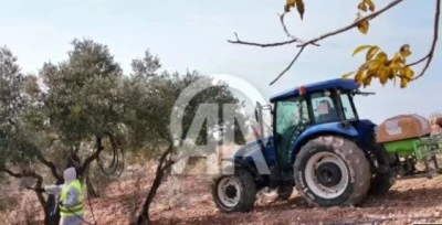 Derik'te zeytin dal kanseriyle m&uuml;cadele i&ccedil;in ila&ccedil;lama yapıldı