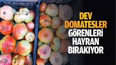 Dev domatesler g&ouml;renleri hayran bırakıyor