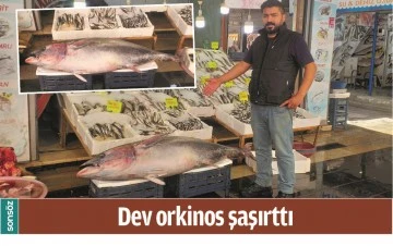 DEV ORKİNOS ŞAŞIRTTI