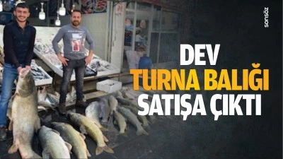 Dev turna balığı satışa &ccedil;ıktı