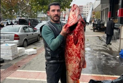 Dev turnaya b&uuml;y&uuml;k ilgi