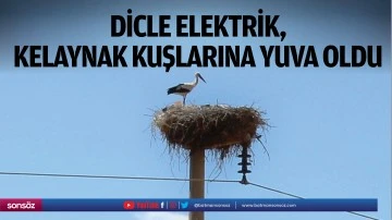 Dicle Elektrik, kelaynak kuşlarına yuva oldu