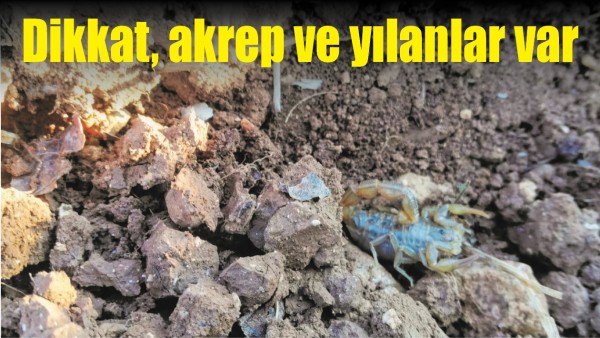 DİKKAT, AKREP VE YILANLAR VAR