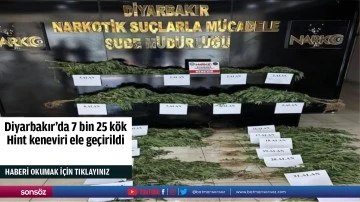Diyarbakır'da 7 bin 25 k&ouml;k Hint keneviri ele ge&ccedil;irildi