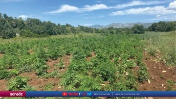 Diyarbakır'da 90 bin k&ouml;k Hint keneviri ele ge&ccedil;irildi