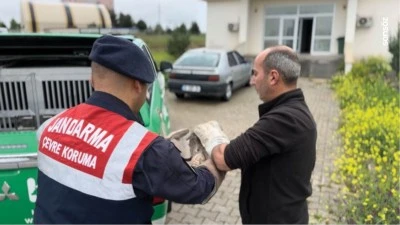 Diyarbakır'da jandarmanın bulduğu yaralı kartal tedavi altına alındı
