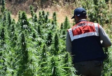 Diyarbakır'da k&ouml;k kenevir bitkisi ele ge&ccedil;irildi