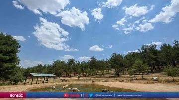Doğal Yaşam Parkı'nın sakinleri buzlu kokteyl ile serinliyor