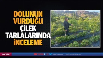 Dolunun vurduğu &ccedil;ilek tarlalarında inceleme&hellip;