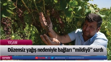 D&uuml;zensiz yağış nedeniyle bağları "mildiy&ouml;" sardı