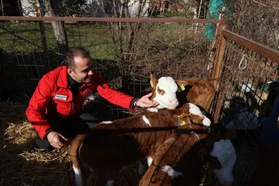 Edirneli besiciler &uuml;&ccedil;&uuml;z buzağı sevinci yaşıyor