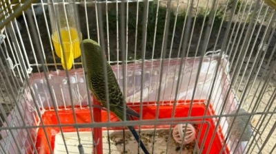 Ekipler kuş i&ccedil;in seferber oldu