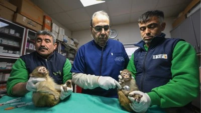 Ele ge&ccedil;irilen 2 maymun yavrusu yeni yuvalarına yerleştirildi