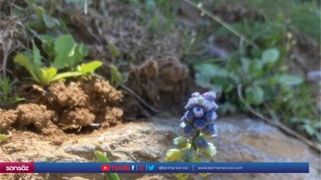 Endemik bitki "Şirvan s&uuml;mb&uuml;l&uuml;" &ccedil;i&ccedil;ek a&ccedil;tı