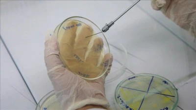 Erkek arı larvasının bakteriler &uuml;zerinde antibiyotik etkisi g&ouml;sterdiği belirlendi