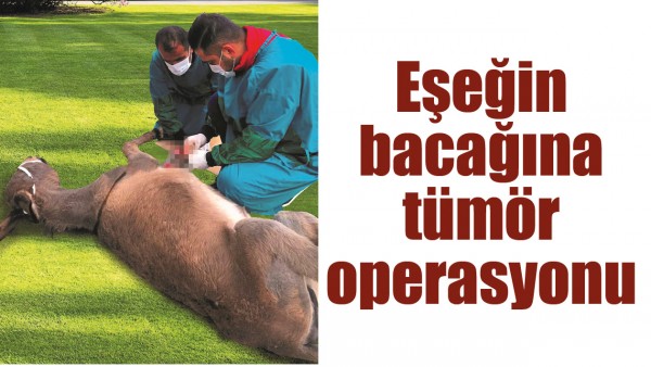 EŞEĞİN BACAĞINA T&Uuml;M&Ouml;R OPERASYONU