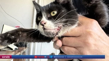 Esnafın yaralı halde bulduğu kedi tedavi altına alındı