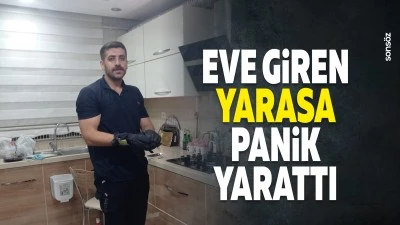 Eve giren yarasa, panik yarattı