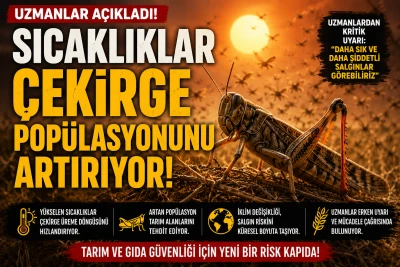 Evlere Kadar Girmeye Başladılar: Uzmanlar Asıl Nedeni A&ccedil;ıkladı