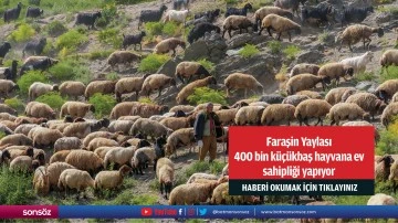 Faraşin Yaylası 400 bin k&uuml;&ccedil;&uuml;kbaş hayvana ev sahipliği yapıyor