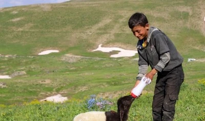 Faraşin Yaylası'nda yağışlarla yeşeren meralar hayvanlarda s&uuml;t verimini artırdı