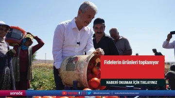 Fidelerin &uuml;r&uuml;nleri toplanıyor