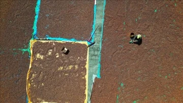 Fındığı kurutmak i&ccedil;in il değiştiriyorlar