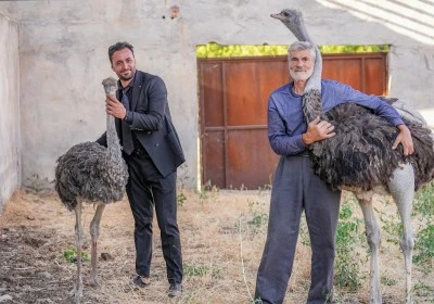 Firari deve kuşu "H&uuml;dh&uuml;d"e eş bulundu