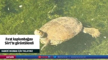 Fırat kaplumbağası Siirt'te g&ouml;r&uuml;nt&uuml;lendi