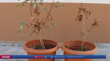 Fıstık ağa&ccedil;larındaki kuruma durduruldu