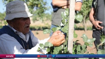 Fıstık aşılama &ccedil;alışmaları yapıldı