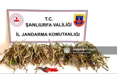 Fıstık aşılarını &ccedil;almaya &ccedil;alışan 3 kişi yakalandı