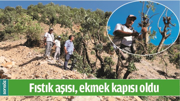 FISTIK AŞISI, EKMEK KAPISI OLDU