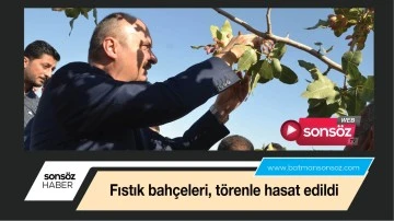 Fıstık bah&ccedil;eleri, t&ouml;renle hasat edildi