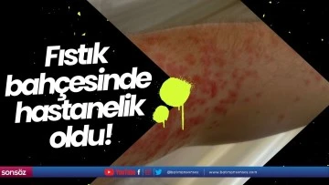 Fıstık bah&ccedil;esinde hastanelik oldu!