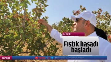 Fıstık hasadı başladı
