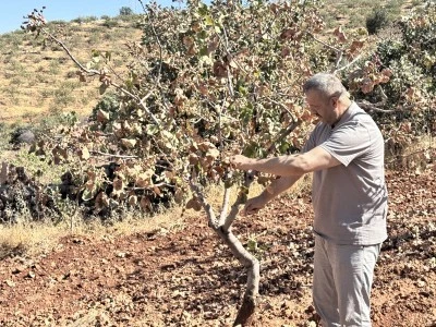 Fıstık hasadı kuraklık ve y&uuml;ksek sıcaklıklar nedeniyle erken başladı