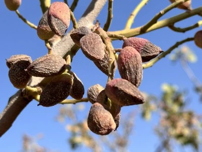 Fıstık hasadı kuraklık ve y&uuml;ksek sıcaklıklar nedeniyle erken başladı
